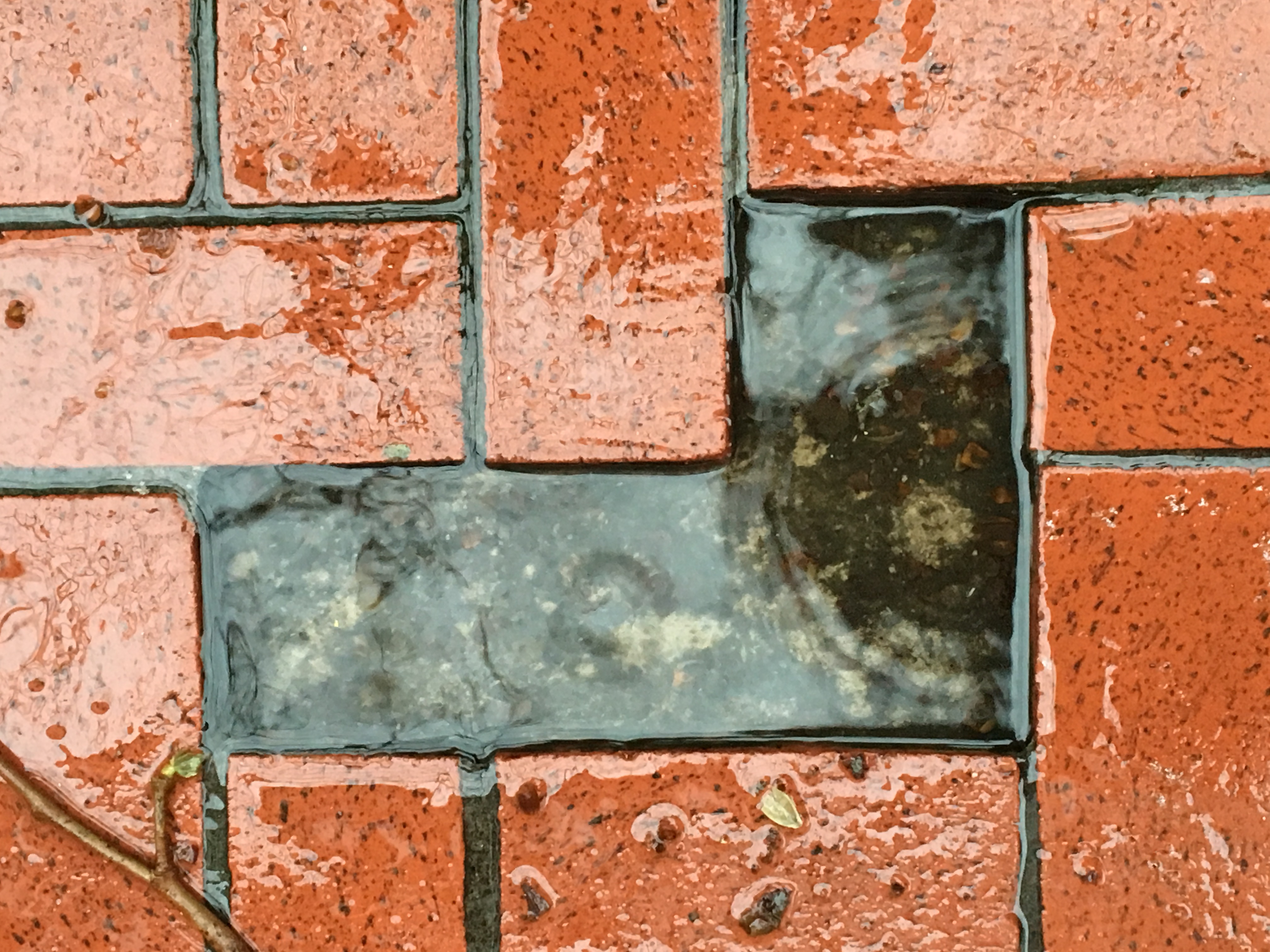Brick sidewalk that is wet, with two bricks missing, making an L-shape that is full of rainwater